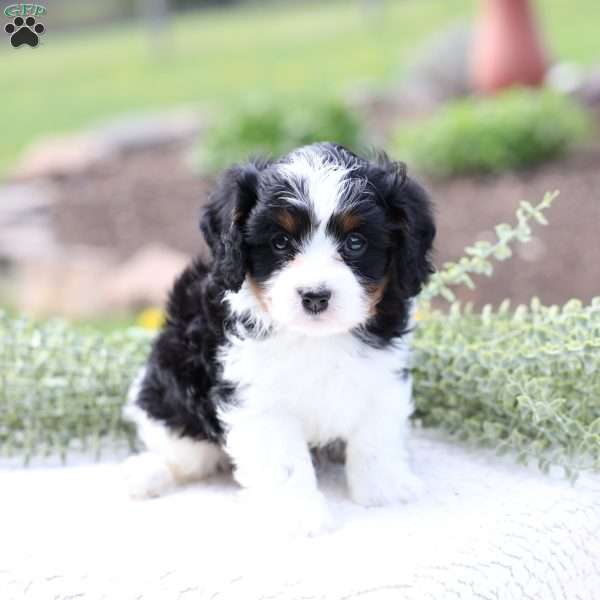 Krew, Cavapoo Puppy